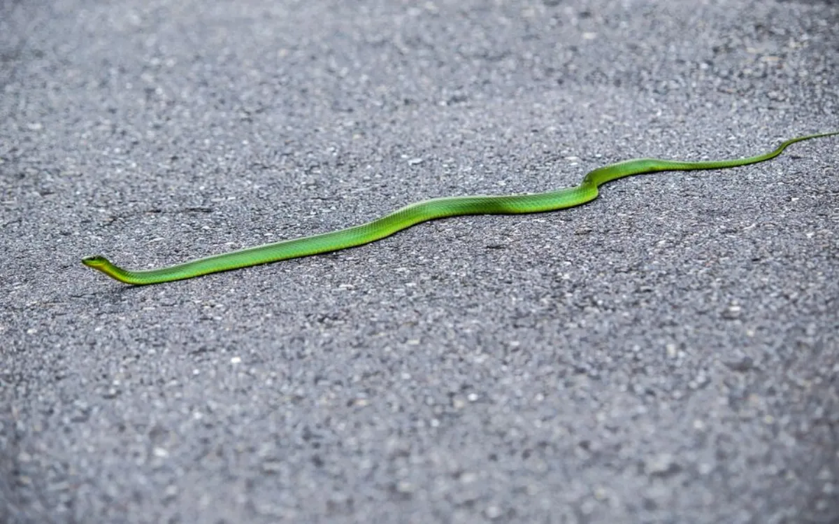 green snake film