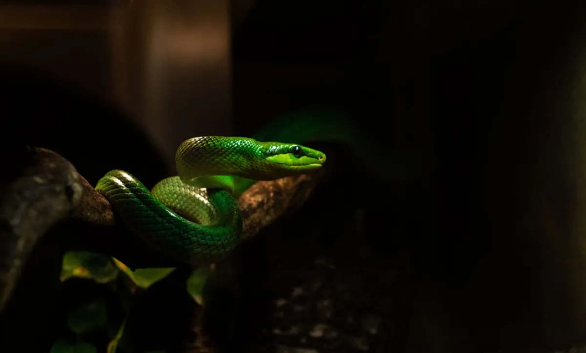green snake film